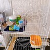 我が家に新しい家族を迎える為の準備です！ 我が家には何故か新品のトイレが4個あります。ここにあるものが猫ちゃんに合わないことがあればその都度合うものに変えていこうと思います^ ^