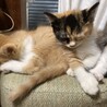 三毛猫の子猫　８／１生まれです サムネイル3