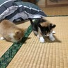 三毛猫の子猫　８／１生まれです サムネイル4