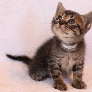 生後４週間の男の子