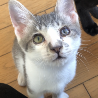 募集停止かまって甘えん坊男子★まー