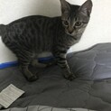 3ヶ月半のヤンチャな男の子です