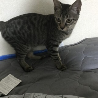 3ヶ月半のヤンチャな男の子です