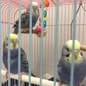 セキセイインコ生後5ヶ月の兄弟3羽
