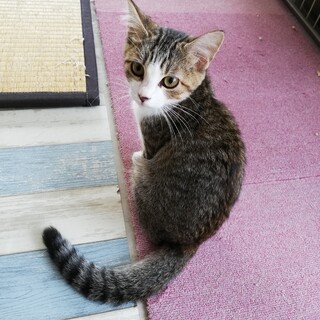 【保護猫】むすび♀子猫・キジシロ