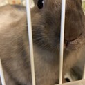 うさぎネザーランドドワーフ　里親募集　再募集