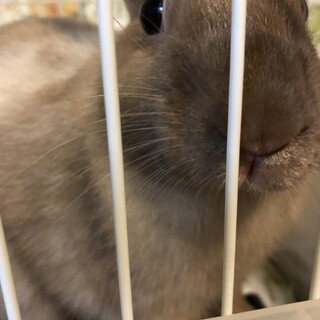 うさぎネザーランドドワーフ　里親募集　再募集