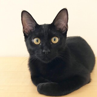 まんまるおめめ♡甘えたなおてんば姫『つゆちゃん』