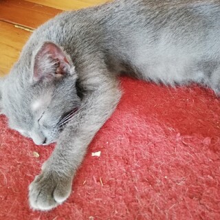 【保護猫】レンジ♂子猫・グレー