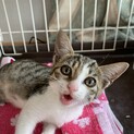 里親募集停止中