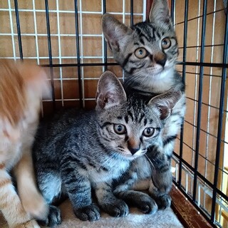 アイラインくっきりきれいなサバトラ子猫