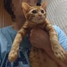 おとなしい茶トラ男の子　4ヶ月くらい サムネイル3