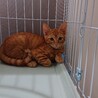 おとなしい茶トラ男の子　4ヶ月くらい サムネイル4