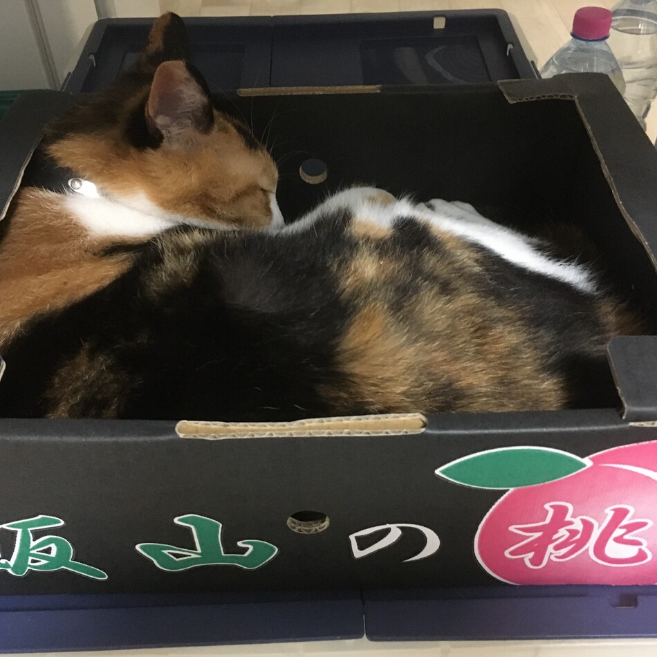ミケリコのカバー写真