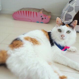 外暮らしは卒業！お家で暮らしたいの　レイラちゃん