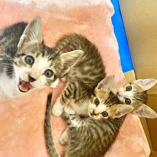元気いっぱいの子猫の里親募集！！