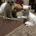 仔猫貰って下さい!!!