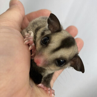 フクロモモンガノーマルメス