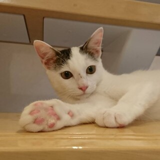 歩く好奇心ちゃん　可愛い性格の女の子です