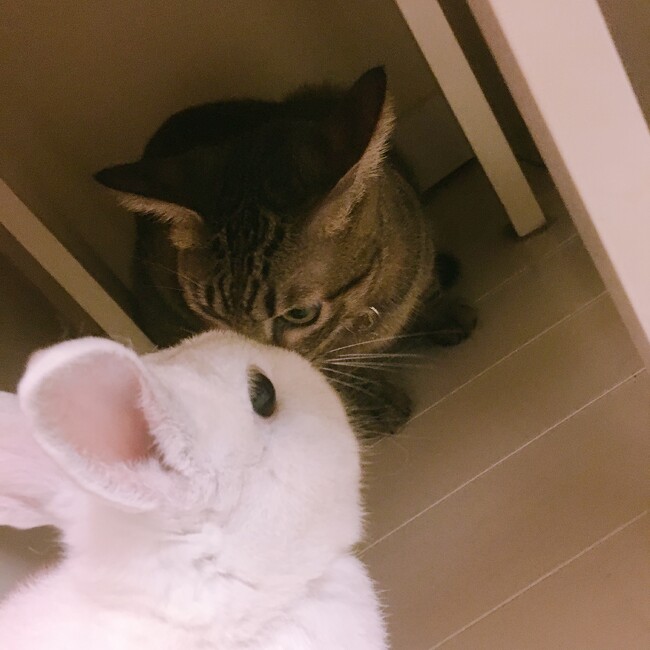 るな0x0のカバー写真