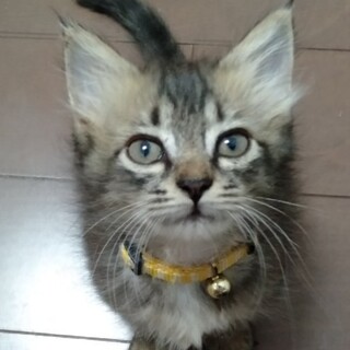 ふわふわ長毛ラムちゃん