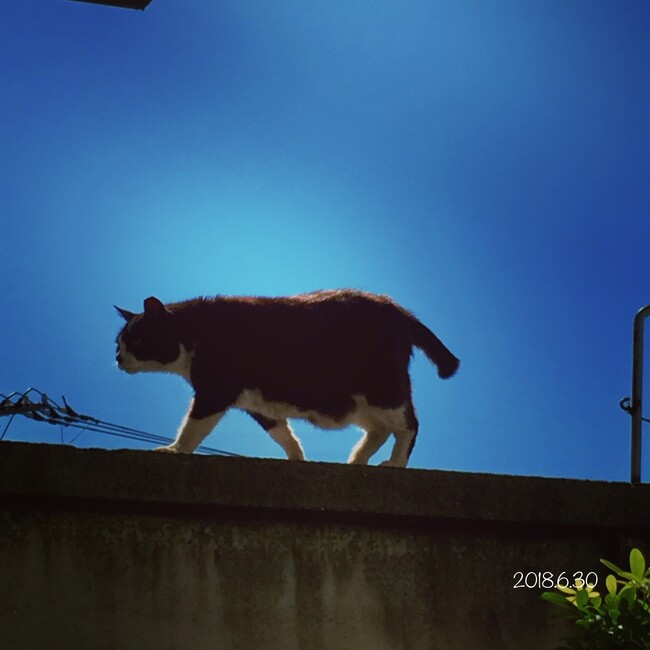 ピギーグループのカバー写真