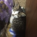まだ幼い子猫の里親を募集しています。