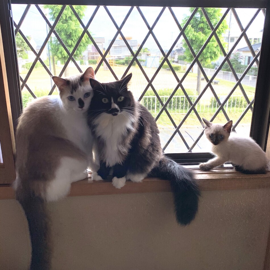 るなのカバー写真