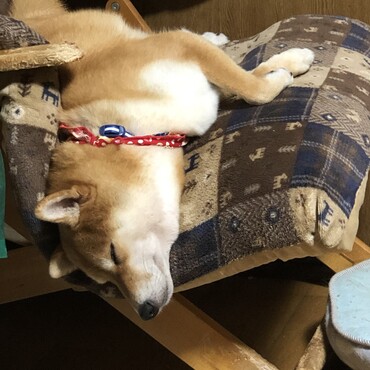 リフレッシュ後は、ぐっすり