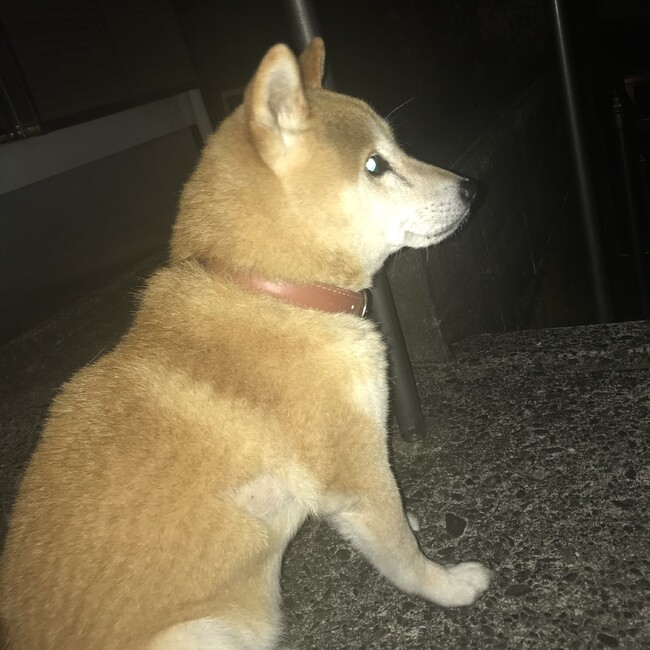 平田彩華のカバー写真