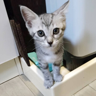 生後3ヶ月サバトラ甘えん坊さん☆