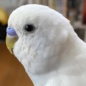 ダブルファクターホワイトセキセイインコの里親募集！