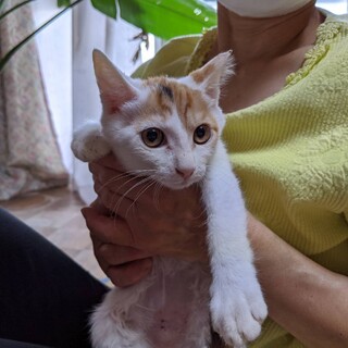 美猫ミケちゃん