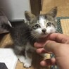 まだ幼い子猫の里親を募集しています。 サムネイル2
