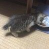 まだ幼い子猫の里親を募集しています。 サムネイル3