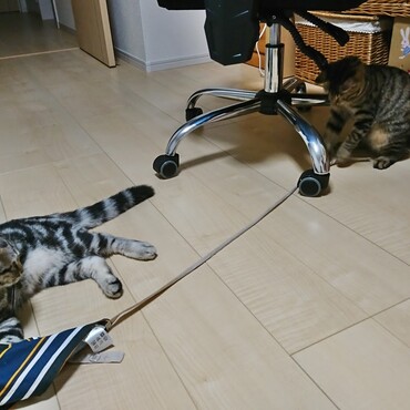 きみたち、私のエプロンで綱引きするのやめてください！