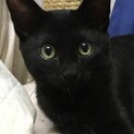 活発な黒猫くん4か月