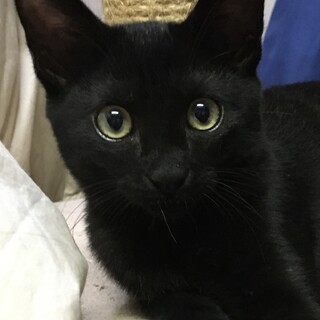 活発な黒猫くん4か月