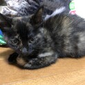 2ヶ月すぎの猫、お利口さんです