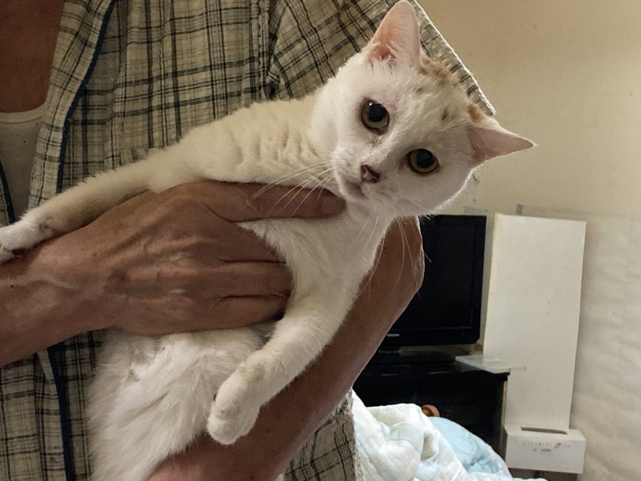 雑種の女の子のネコです 埼玉県 猫の里親募集 3328 ペットのおうち 月間利用者150万人