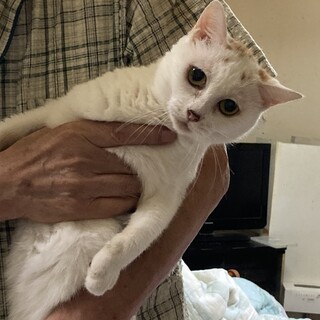 雑種の女の子のネコです