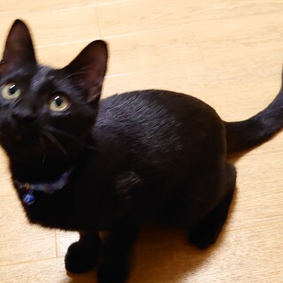 もっちり子猫のおおが君