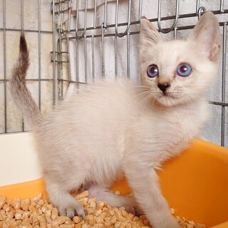 はっちゃけ男子のラルフ君