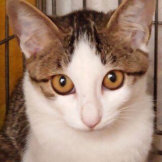 シャイな美少女ジェルちゃん