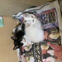 子猫2匹を保護しています。里親募集中です。