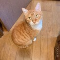 臆病で甘えん坊なこむぎくん