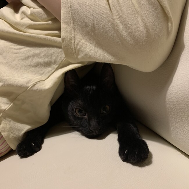 nanoniのカバー写真