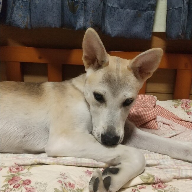 あきくまこのカバー写真