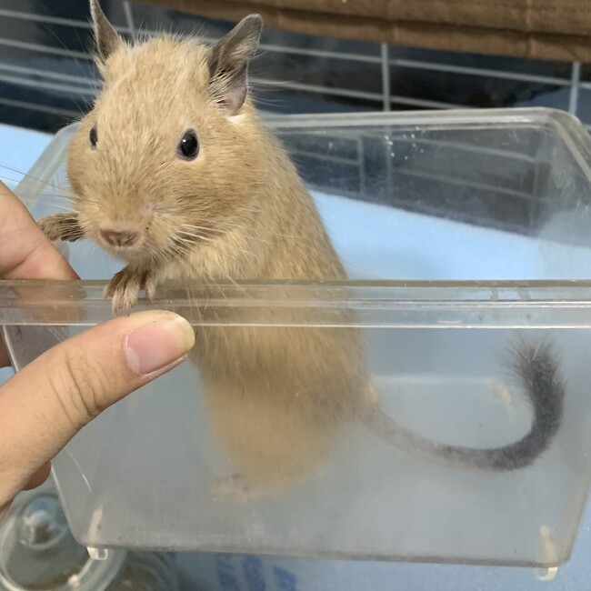 湊@デグー好きのカバー写真