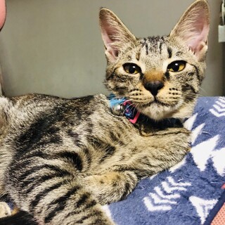 【クールビューティー】キジトラの女の子